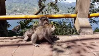 一只<strong>猴子</strong>检查跳蚤和蜱。 <strong>猴子</strong>抓其他<strong>猴子</strong>`在公园的混凝土围栏上。 一只<strong>猴子</strong>帮忙
